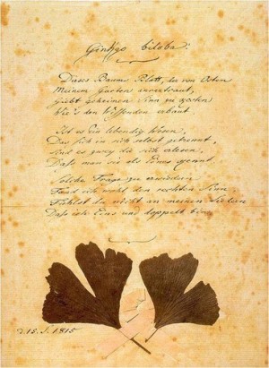 Manuscrito de Goethe com folhas da nogueira-do-japão