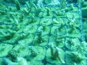 Coral plugs growing in underwater nursery on Pom Pom Island
