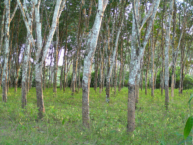 rubber trees on grassland