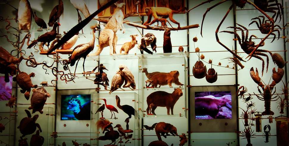 Biodiversity in the museum - but there are more connections between culture and nature...