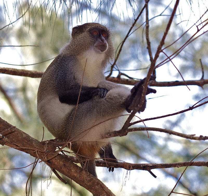 Samango monkeys appreciate human bodyguards (Photo: flickr/hyper7pro under CC BY 2.0)