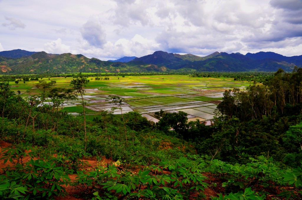 Rice field in the north-east of Madagascar during rainy season