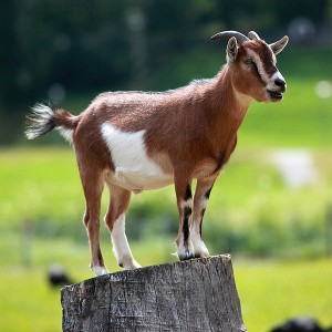 Goat, CC BY-SA 3.0 by Armin Kübelbeck, wikipedia.com: http://en.wikipedia.org/wiki/File:Hausziege_04.jpg
