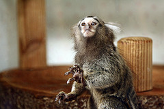 marmoset monkey CC NC ND 2.0: reMuse/flickr