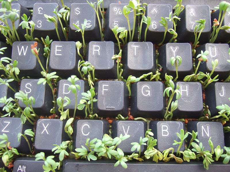 Cress growing between keys of a keyboard