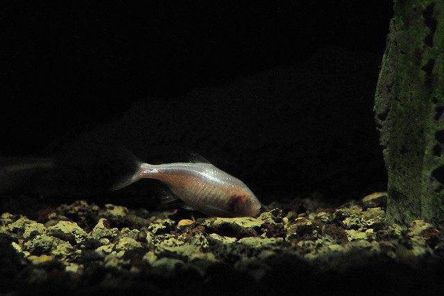Astyanax Mexicanus, a blind cavefish. Photo credit: CC BY-NC-SA 2.0 by Joachim S. Müller/flickr.com: http://bit.ly/1kcBaoO
