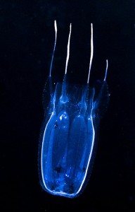 box jellyfish, credit: CC BY-NC-ND 2.0 by Joshua Lambus/flickr.com: http://bit.ly/1fiZvbv