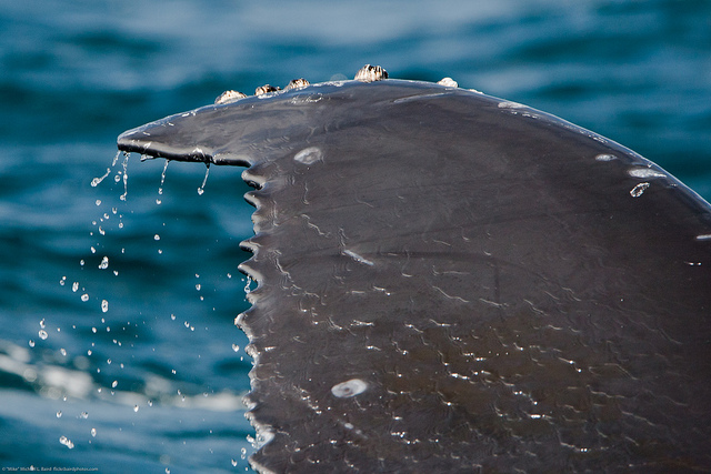 A humpback-whale's fin (Photo credit: CC BY 2.0: Mike Baird)