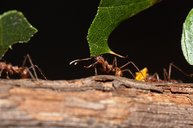They are not only quite strong, but also well organized: as ants do rather think of the whole group's movement than thinking egoistically of their own ongoing. (Photo credit: CC BY NC SA 2.0: Stephen Begin)