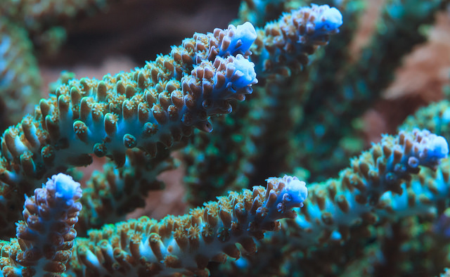 Not exactly Acropora hyacinthus, but another coral of the Acropora family (Photo credit: CC BY 2.0: Will Thomas/Forge Mountain Photography)