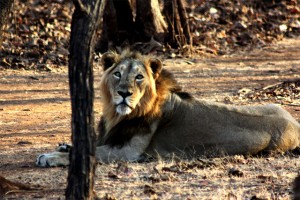 gir lion bigger