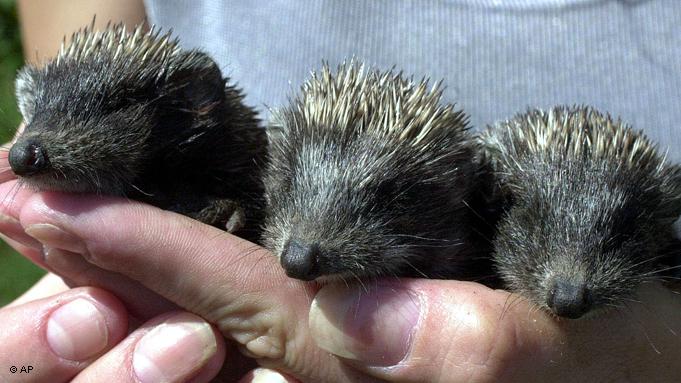 Hedgehogs