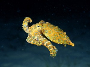 Blue-Ringed Octopus, credit: CC BY 2.0 by Angell Williams/flickr.com: http://bit.ly/1fiZ8hp