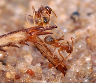 Tawny crazy ant standing on cricket le g, expressing detoxification behavior. (Photograph by Lawrence Gilbert)