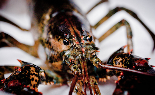 a dark-colored lobster