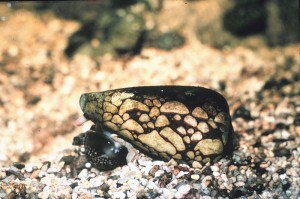 marbled cone snail, credit: public domain/wikipedia