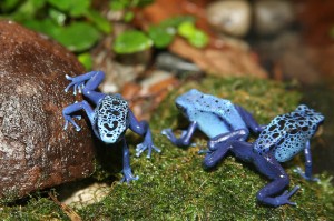 poison dart frog, credit: CC BY 2.0 by cliff/flickr.com: http://bit.ly/1ezoiVD