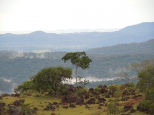 view over the rainforest