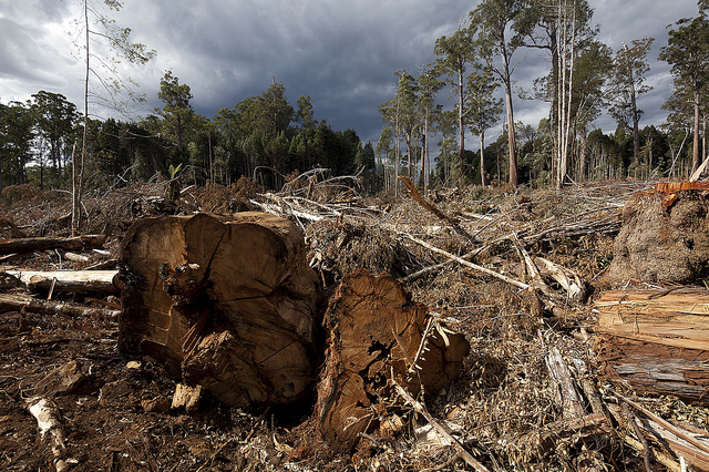 Picture from February 2012: A  logging site close to the Tasmanian Wilderness World Heritage Area.  (Photo credit: CC BY NC SA 2.0: Ta Ann Truths)