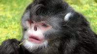 Sneezing Monkey (Rhinopithecus strykeri)