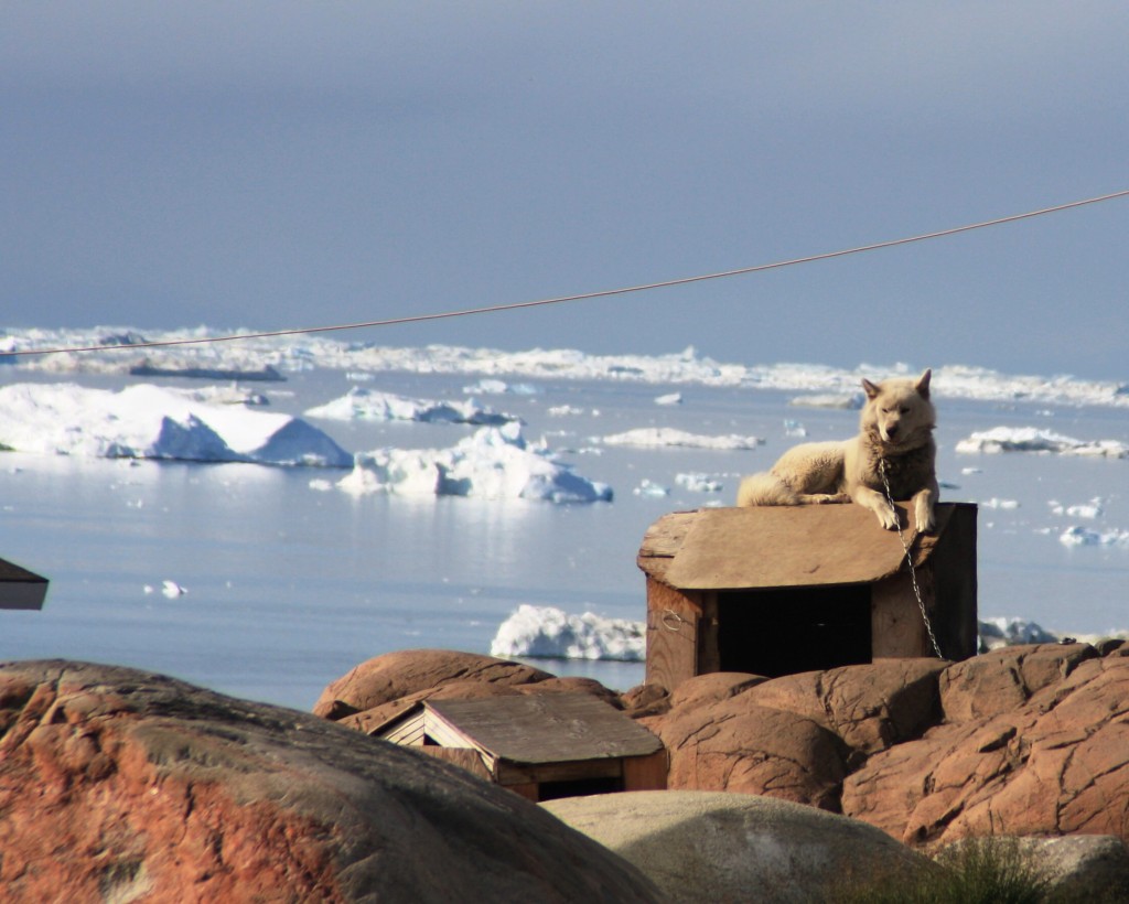 A (sled) dog's life? (Greenland. I.Quaile)