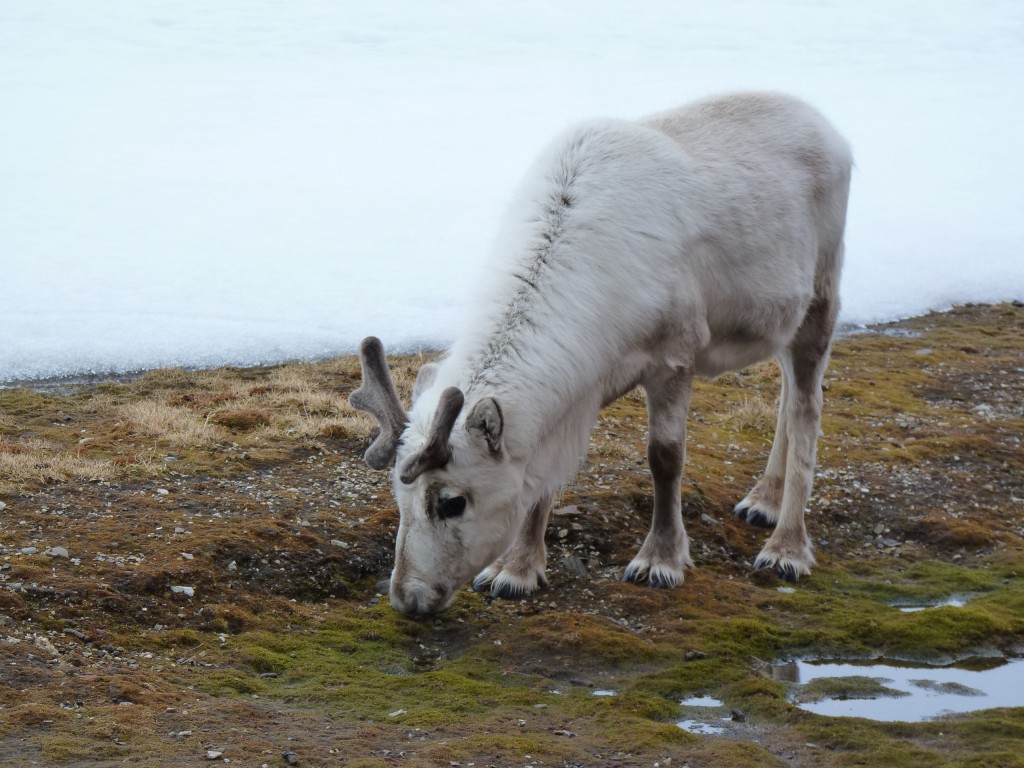 Svalbard reindeer are said to be experts at adaptation.  (I.Quaile )2010)