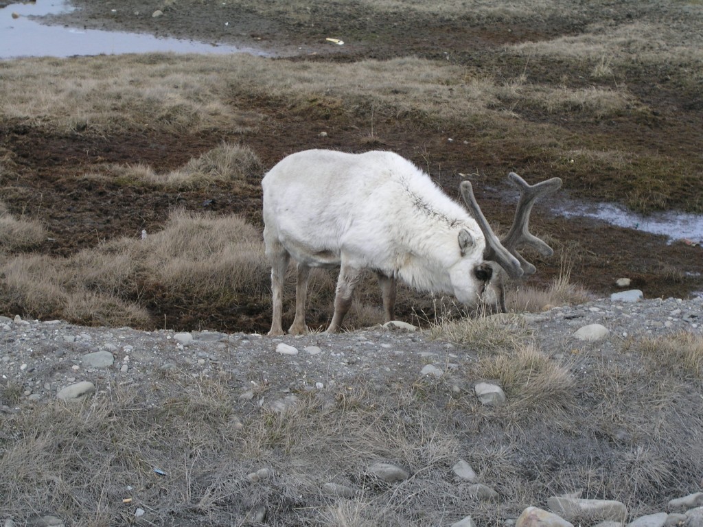 Svalbard reindeer (Pic: I.Quaile)