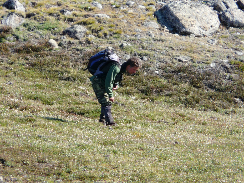 Ornithologist checking nests at Arctic Zackenberg, Greenland (IQ)