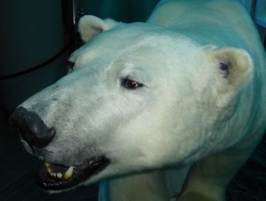 Polar bears only in the museum? (Pic. I.Quaile)