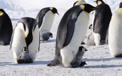 Emperor penguins stand out against the ice - even seen from space!
