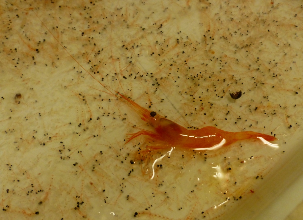 krill shrimp