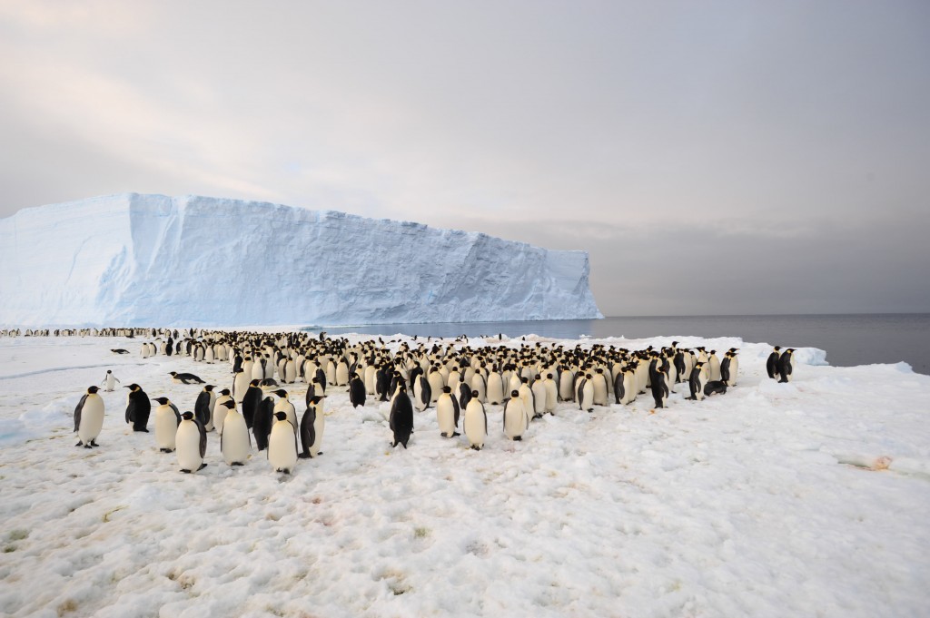 Penguins galore, Thanks to the International Polar Foundation for the pic from Antarctica, December 2012, 