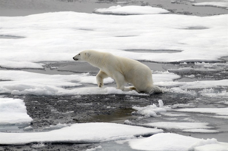 Polar Bear on melting sea ice, Russian Arctic. Foto courtesy of Peter Prokosch and UNEP/Grid Arendal
