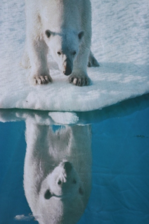 Polar bear in Bonn? Nice poster, Greenpeace!