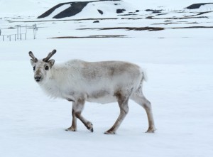 Svalbard reindeer, Ny Alesund