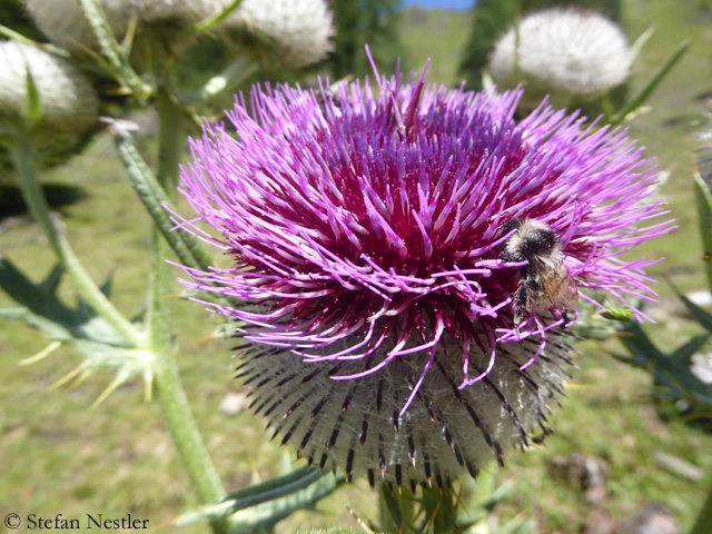 Salzburger-Land-Biene auf Blume