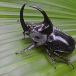 Fighting with style, the Rhinoceros Beetle, cc by 2.0, Geoff Gallice via flickr.com