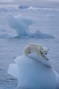 Polar bear, courtesy of WWF