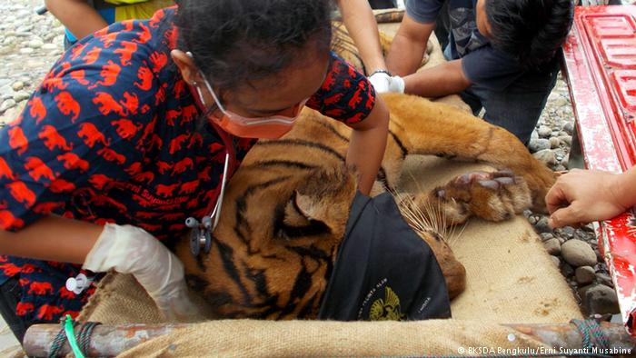 harimau siluman